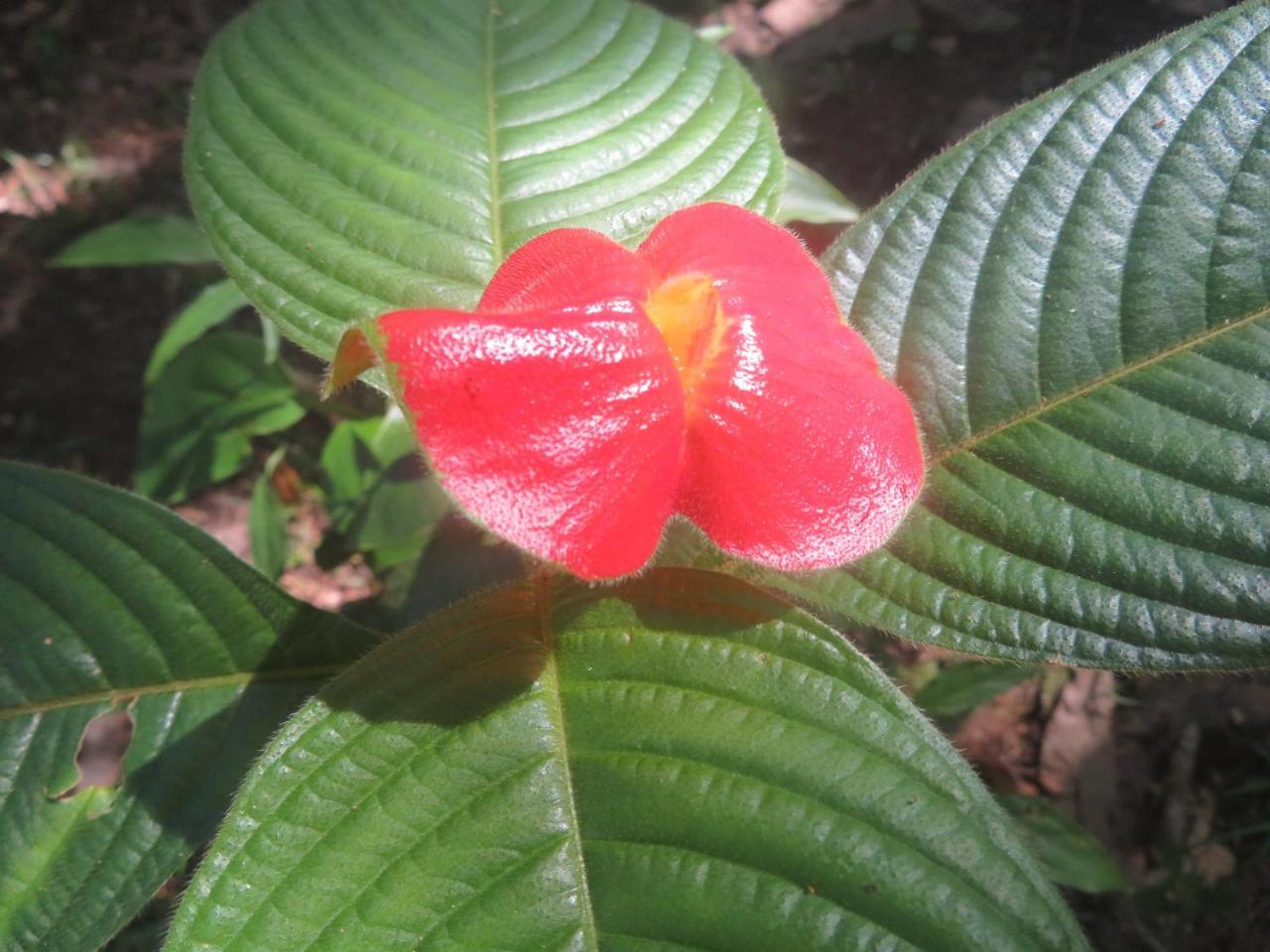 Hickatee Cottages, Belize, Central America Punta Gorda Exterior photo